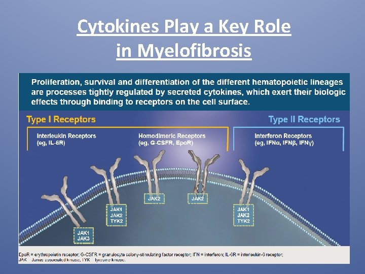 Cytokines Play a Key Role in Myelofibrosis 26 