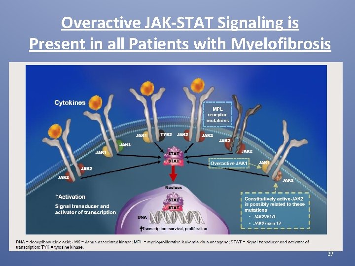 Overactive JAK-STAT Signaling is Present in all Patients with Myelofibrosis 27 