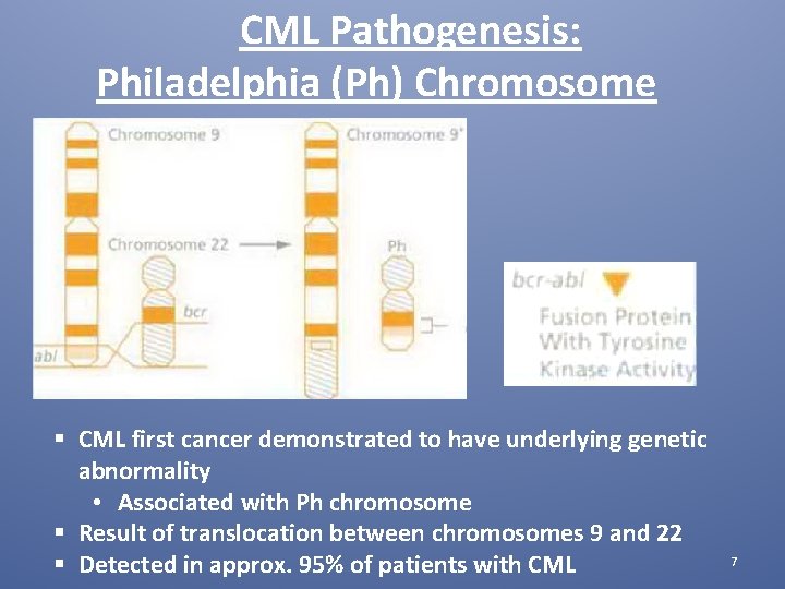 CML Pathogenesis: Philadelphia (Ph) Chromosome § CML first cancer demonstrated to have underlying genetic