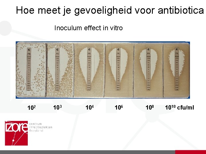 Hoe meet je gevoeligheid voor antibiotica Inoculum effect in vitro 102 103 104 106