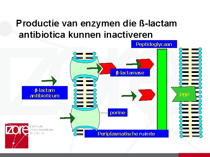 Productie van enzymen die ß-lactam antibiotica kunnen inactiveren Peptidoglycaan -lactamase -lactam antibioticum PBP porine