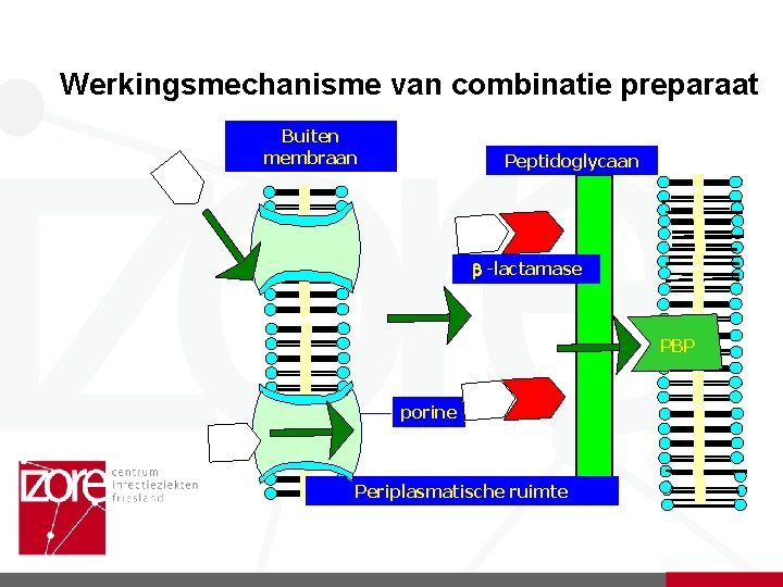 Werkingsmechanisme van combinatie preparaat Buiten membraan Peptidoglycaan -lactamase PBP porine Periplasmatische ruimte 