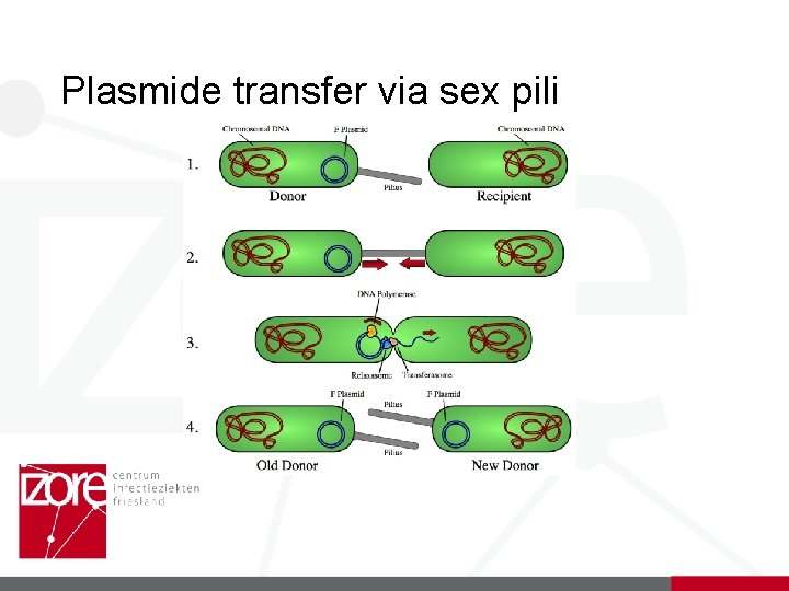 Plasmide transfer via sex pili 
