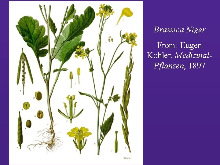 Brassica Niger From: Eugen Kohler, Medizinal. Pflanzen, 1897 