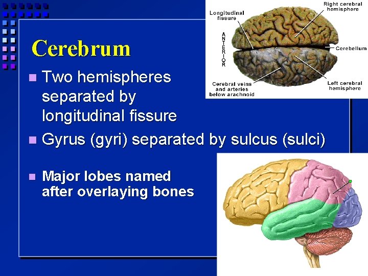 Cerebrum Two hemispheres separated by longitudinal fissure Gyrus (gyri) separated by sulcus (sulci) Major