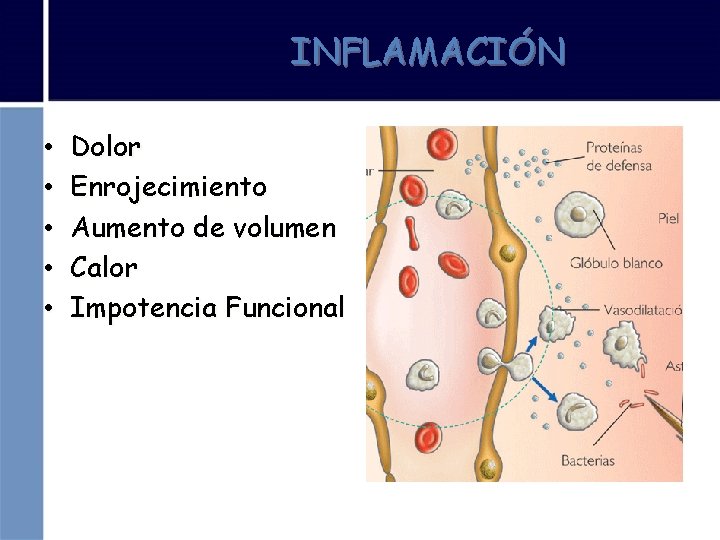 INFLAMACIÓN • • • Dolor Enrojecimiento Aumento de volumen Calor Impotencia Funcional 