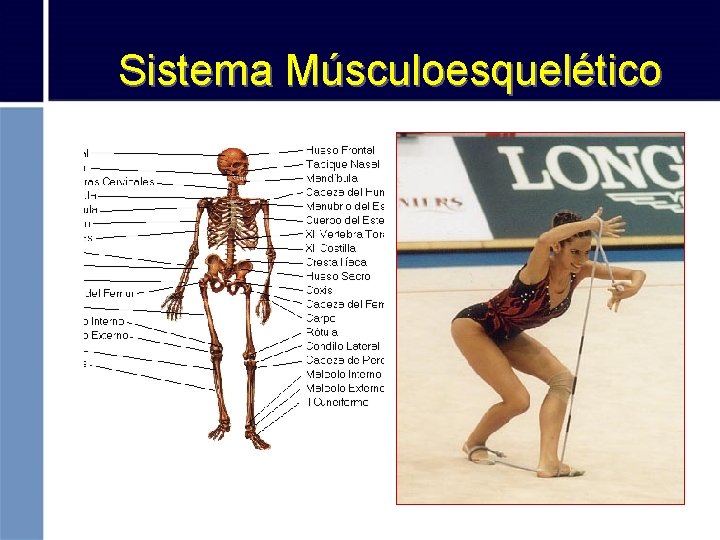 Sistema Músculoesquelético 