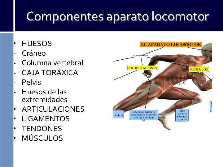 Componentes aparato locomotor • • • HUESOS Cráneo Columna vertebral CAJA TORÁXICA Pelvis Huesos