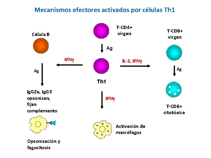 Mecanismos efectores activados por células Th 1 T-CD 4+ vírgen Célula B T-CD 8+