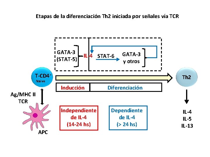 Etapas de la diferenciación Th 2 iniciada por señales vía TCR GATA-3 (STAT-5) IL-4