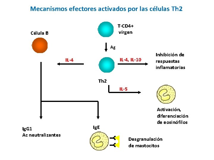 Mecanismos efectores activados por las células Th 2 T-CD 4+ vírgen Célula B Ag