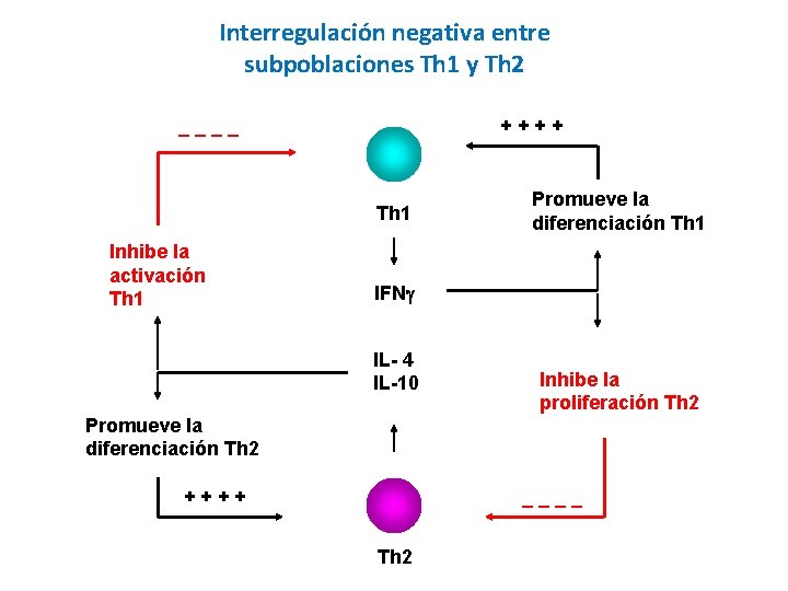 Interregulación negativa entre subpoblaciones Th 1 y Th 2 + + _ _ Th