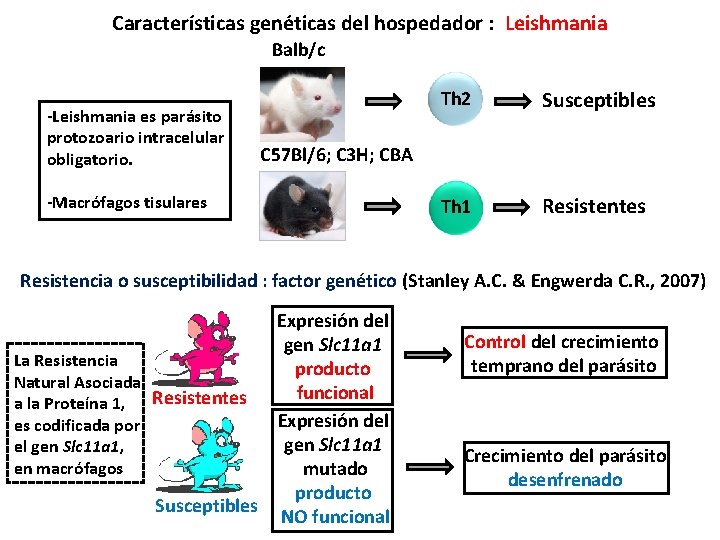 Características genéticas del hospedador : Leishmania Balb/c -Leishmania es parásito protozoario intracelular obligatorio. Th