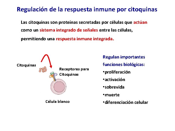 Regulación de la respuesta inmune por citoquinas Las citoquinas son proteínas secretadas por células