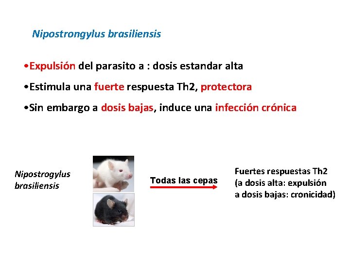 Nipostrongylus brasiliensis • Expulsión del parasito a : dosis estandar alta • Estimula una