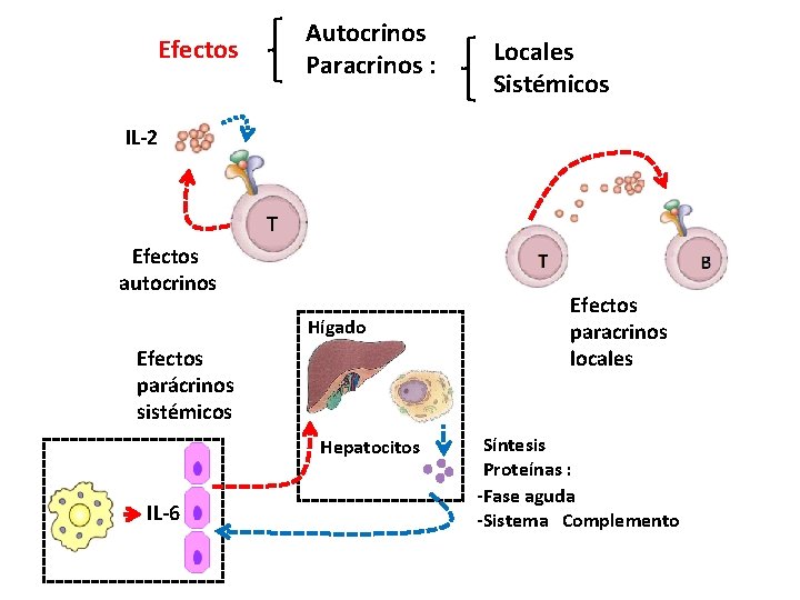 Autocrinos Paracrinos : Efectos Locales Sistémicos IL-2 T Efectos autocrinos Hígado Efectos parácrinos sistémicos
