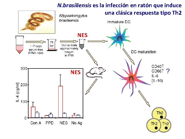 N. brasiliensis es la infección en ratón que induce una clásica respuesta tipo Th