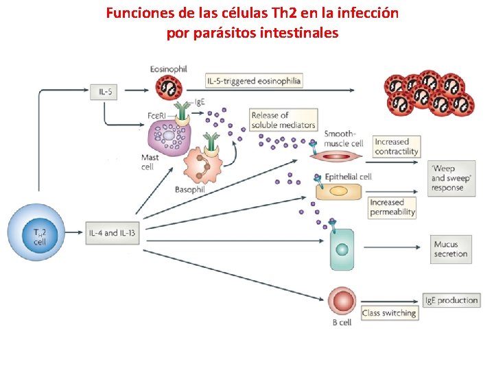 Funciones de las células Th 2 en la infección por parásitos intestinales 