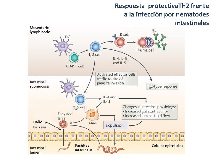 Respuesta protectiva. Th 2 frente a la infección por nematodes intestinales 