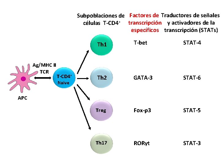 Subpoblaciones de Factores de Traductores de señales células T-CD 4+ transcripción y activadores de