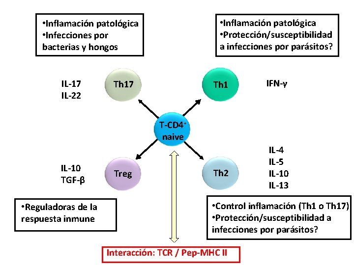  • Inflamación patológica • Protección/susceptibilidad a infecciones por parásitos? • Inflamación patológica •