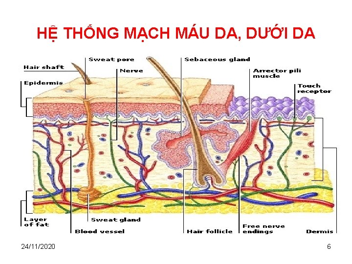 HỆ THỐNG MẠCH MÁU DA, DƯỚI DA 24/11/2020 6 