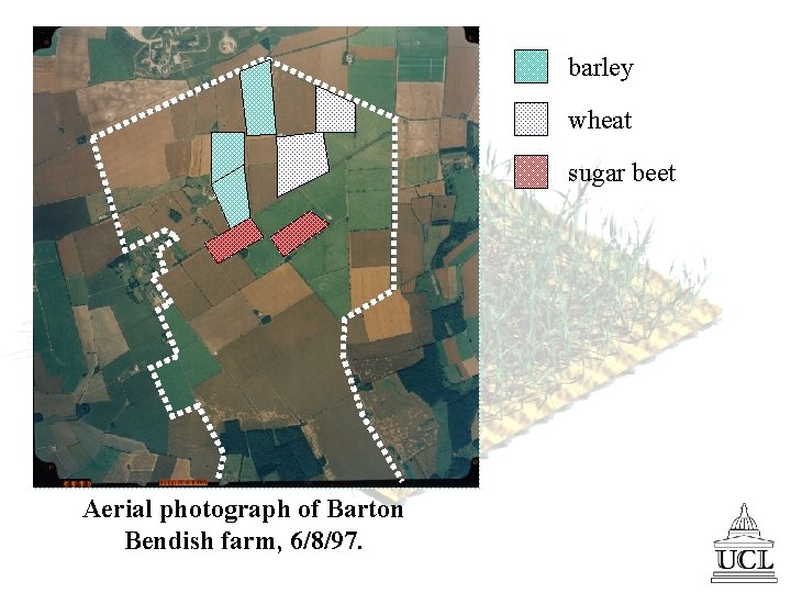 barley wheat sugar beet Aerial photograph of Barton Bendish farm, 6/8/97. 