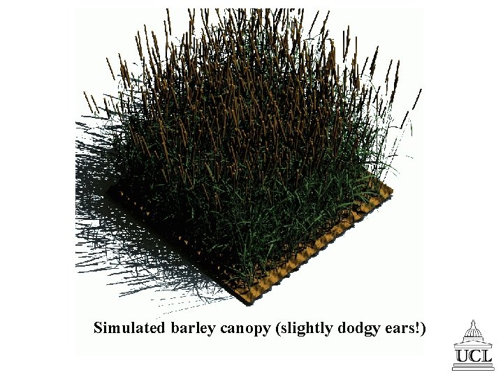 Simulated barley canopy (slightly dodgy ears!) 
