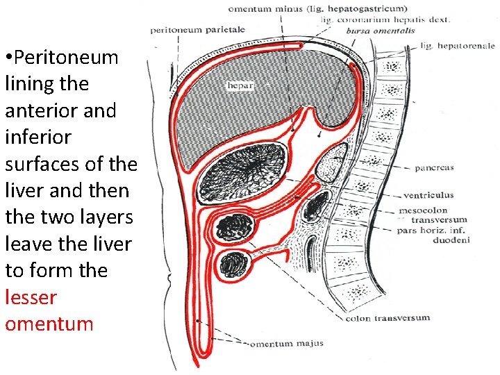  • Peritoneum lining the anterior and inferior surfaces of the liver and then