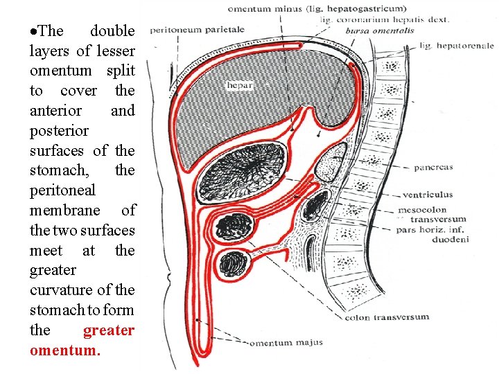  The double layers of lesser omentum split to cover the anterior and posterior