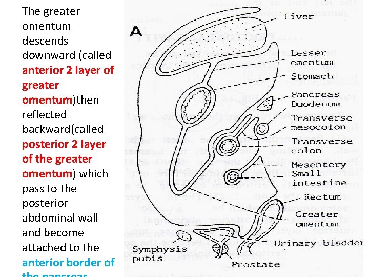 The greater omentum descends downward (called anterior 2 layer of greater omentum)then reflected backward(called