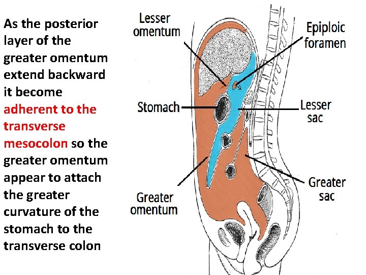 As the posterior layer of the greater omentum extend backward it become adherent to