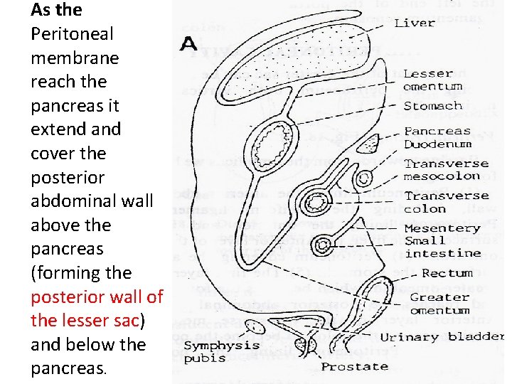 As the Peritoneal membrane reach the pancreas it extend and cover the posterior abdominal