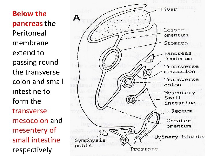 Below the pancreas the Peritoneal membrane extend to passing round the transverse colon and