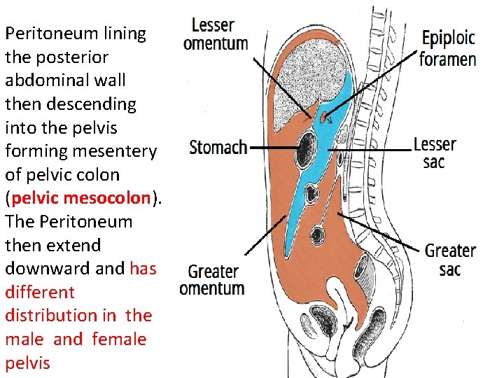 Peritoneum lining the posterior abdominal wall then descending into the pelvis forming mesentery of