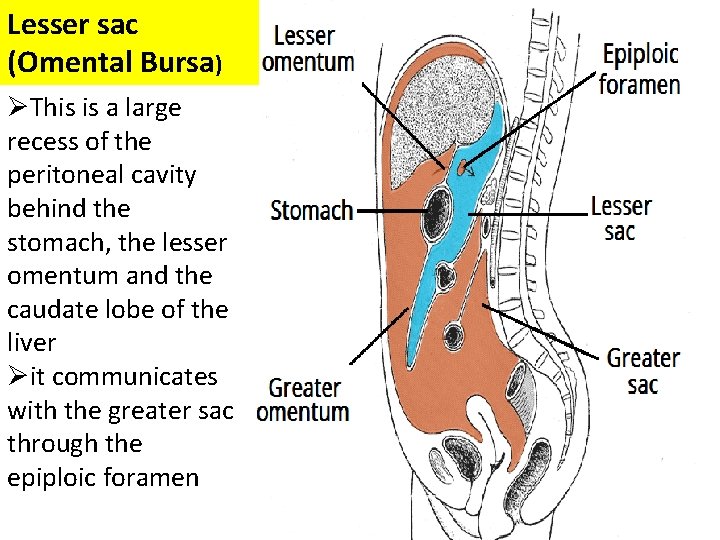 Lesser sac (Omental Bursa) ØThis is a large recess of the peritoneal cavity behind