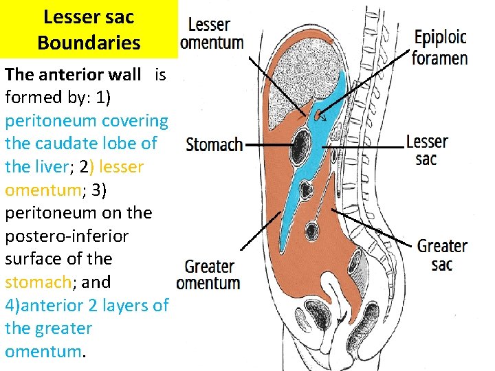 Lesser sac Boundaries The anterior wall is formed by: 1) peritoneum covering the caudate