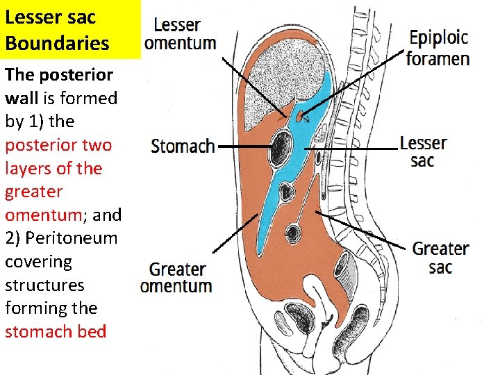 Lesser sac Boundaries The posterior wall is formed by 1) the posterior two layers