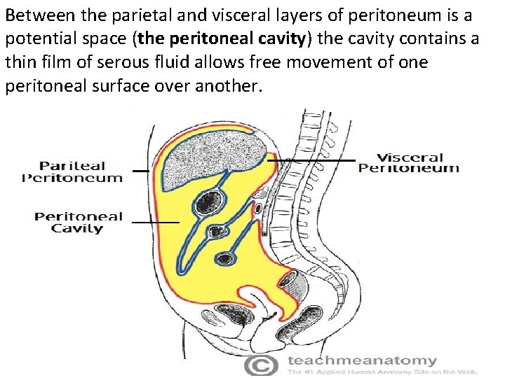 Between the parietal and visceral layers of peritoneum is a potential space (the peritoneal