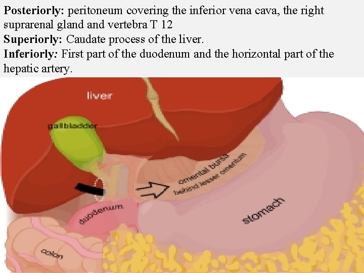 Posteriorly: peritoneum covering the inferior vena cava, the right suprarenal gland vertebra T 12