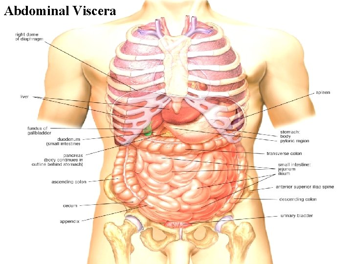 Abdominal Viscera 