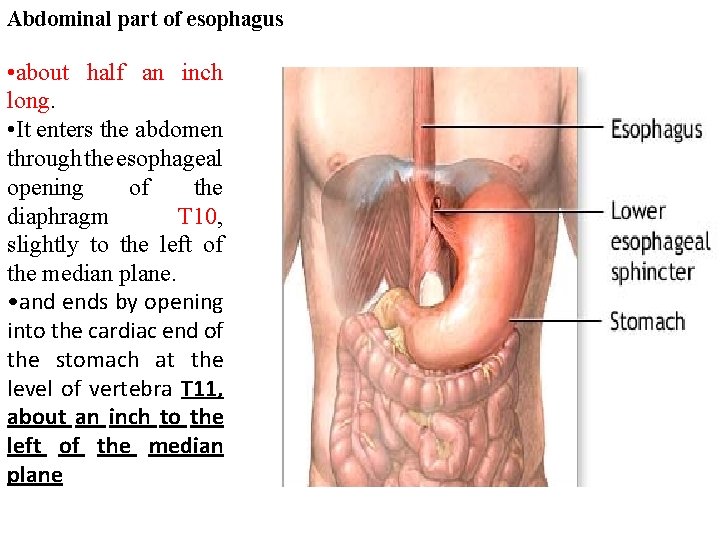 Abdominal part of esophagus • about half an inch long. • It enters the