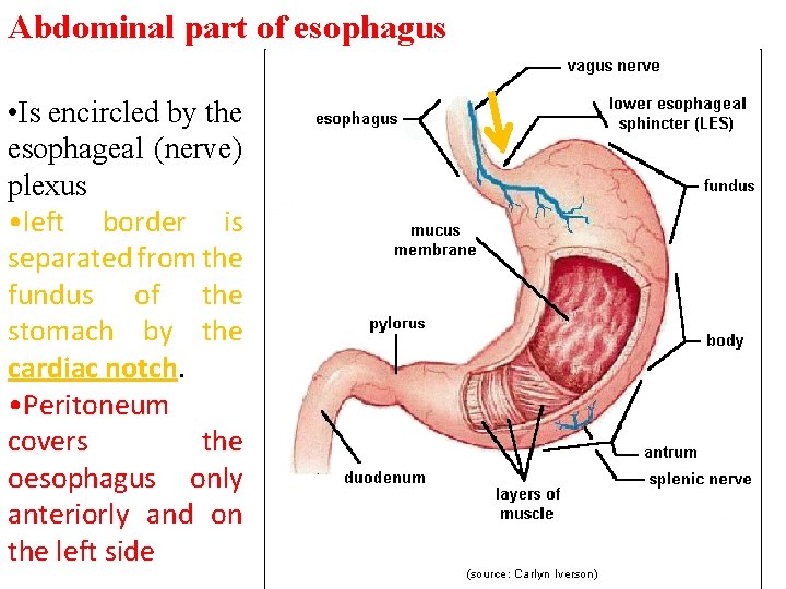 Abdominal part of esophagus • Is encircled by the esophageal (nerve) plexus • left