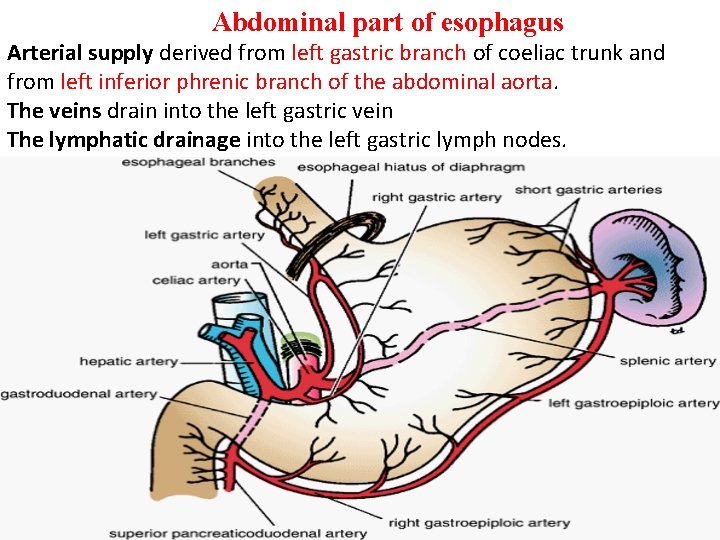 Abdominal part of esophagus Arterial supply derived from left gastric branch of coeliac trunk