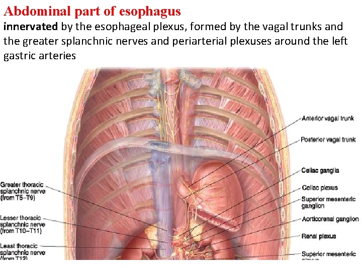 Abdominal part of esophagus innervated by the esophageal plexus, formed by the vagal trunks