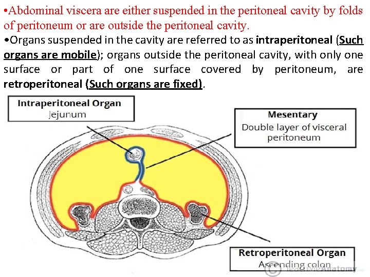  • Abdominal viscera are either suspended in the peritoneal cavity by folds of