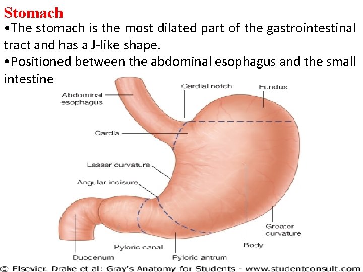 Stomach • The stomach is the most dilated part of the gastrointestinal tract and