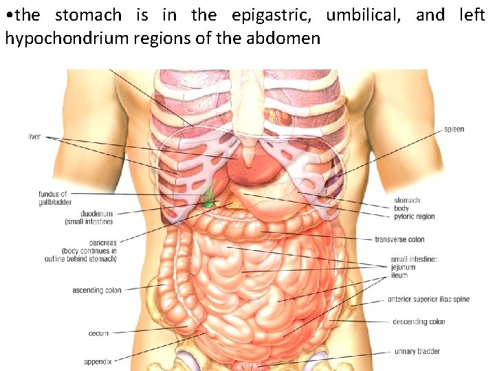  • the stomach is in the epigastric, umbilical, and left hypochondrium regions of