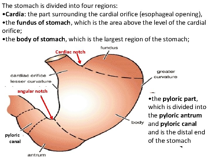 The stomach is divided into four regions: • Cardia: the part surrounding the cardial