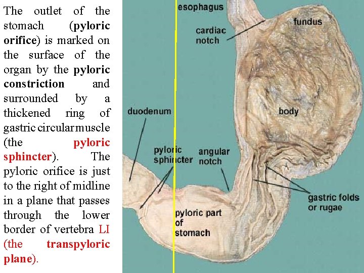 The outlet of the stomach (pyloric orifice) is marked on the surface of the